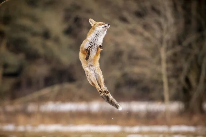 Well I flew - Fox, Bounce, Wild animals