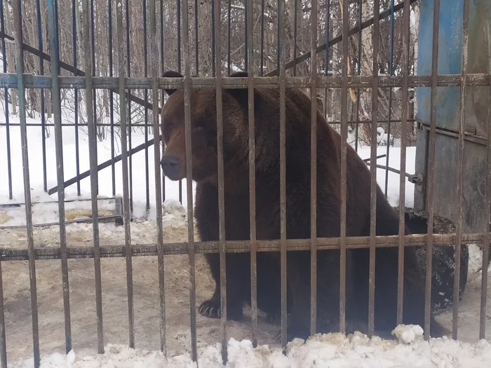 Все котики да кошки, вот вам мишка - Моё, Медведи, Вахта, Дикие животные, Длиннопост