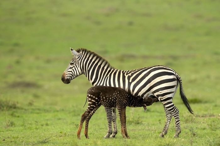 Not like your mother, not like your father, but like a passing young man - Kenya, zebra, Reserves and sanctuaries, Genetics, Animals