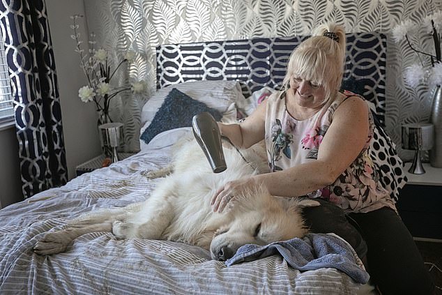 The owner's joy - Dog, Large Pyrenean Dog, Longpost