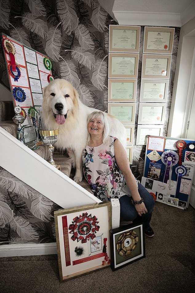 The owner's joy - Dog, Large Pyrenean Dog, Longpost