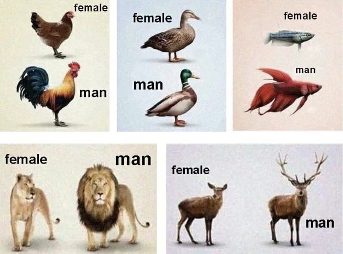 In nature, males are always more beautiful than females, which is why people invented cosmetics - Humor, Animals, Cosmetics