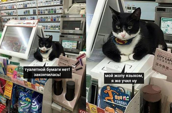 Cat cashier - The photo, Cashier, cat, Toilet paper