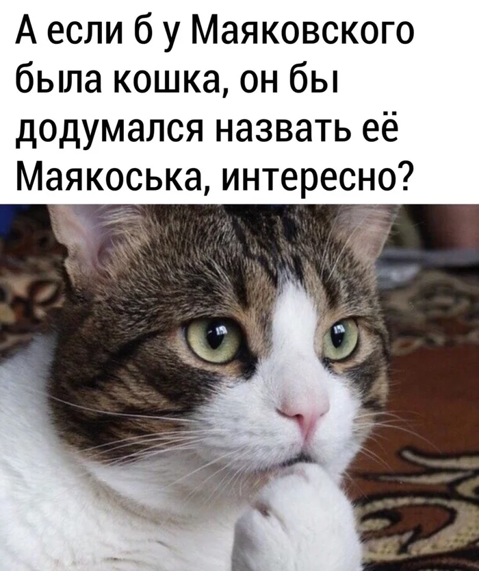 Ну точно не Шарик - Юмор, Владимир Маяковский, Шариков, Кот