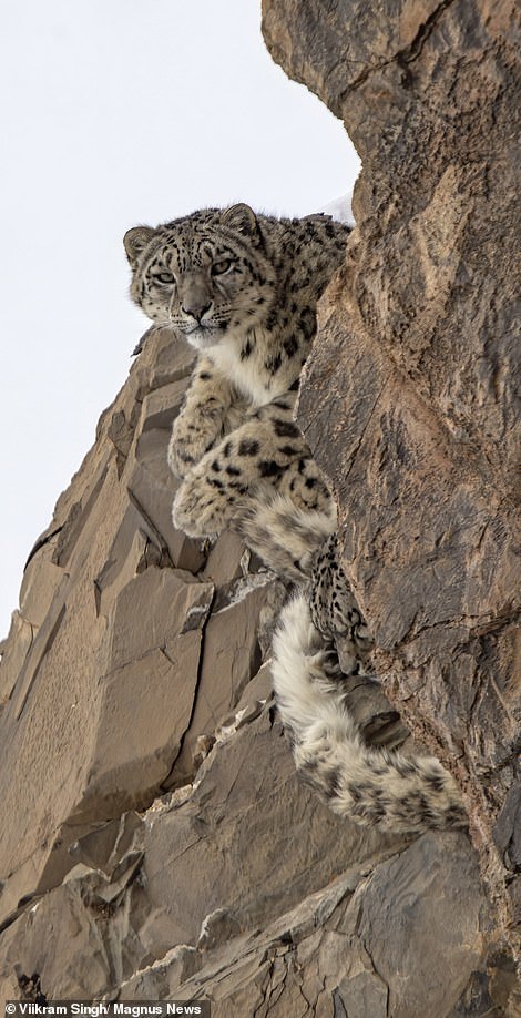 Mother snow leopard with 18-month-old 'kittens' in the Himalayas - Snow Leopard, Grace, Longpost, Big cats