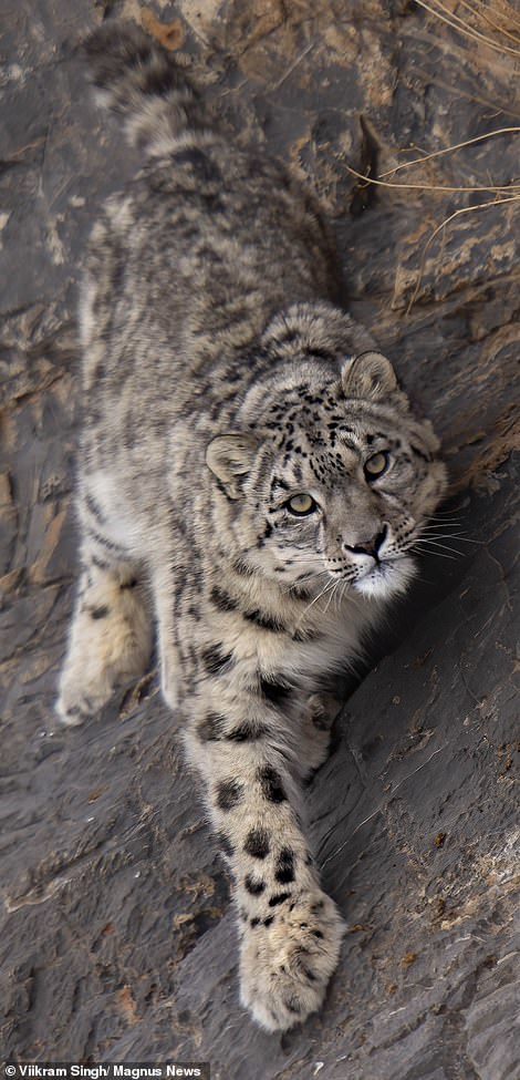 Mother snow leopard with 18-month-old 'kittens' in the Himalayas - Snow Leopard, Grace, Longpost, Big cats