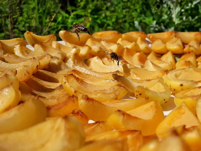 Summer, bees, apricots - Summer, Bees, Apricot, Longpost