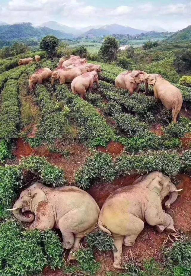 Drunk elephants - The photo, Elephants, Booze, Planet Earth, Animals