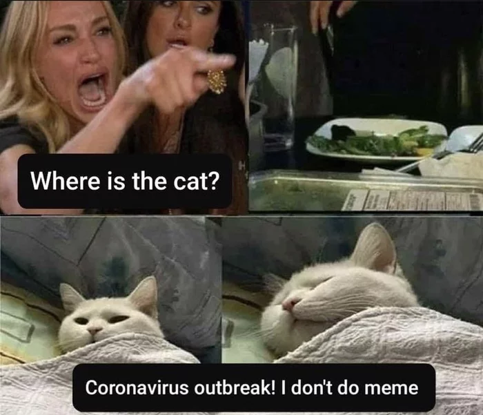 The cat stayed at home. Be like a cat :) - Two women yell at the cat, Coronavirus, Quarantine, cat