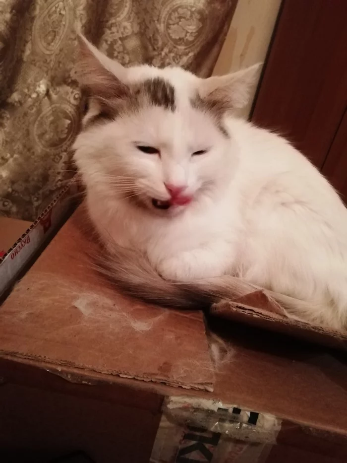 The most important thing is hygiene - My, Catomafia, White, Longpost, cat