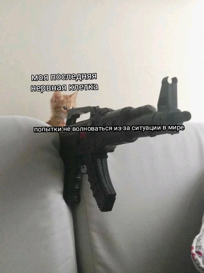 Calm is just calm - Catomafia, Memes, Weapon, Coronavirus, cat