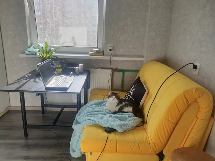 Work from home - Remote work, Catomafia, cat