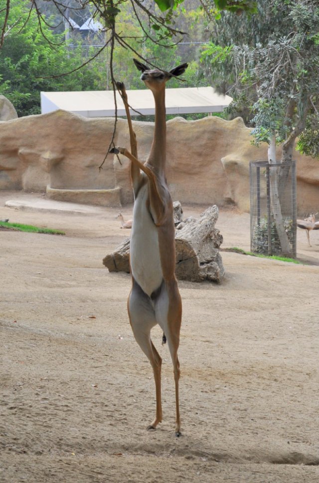 Standing gazelles or antelopes) - Animals, Gazelle, Longpost, Giraffe Gazelle