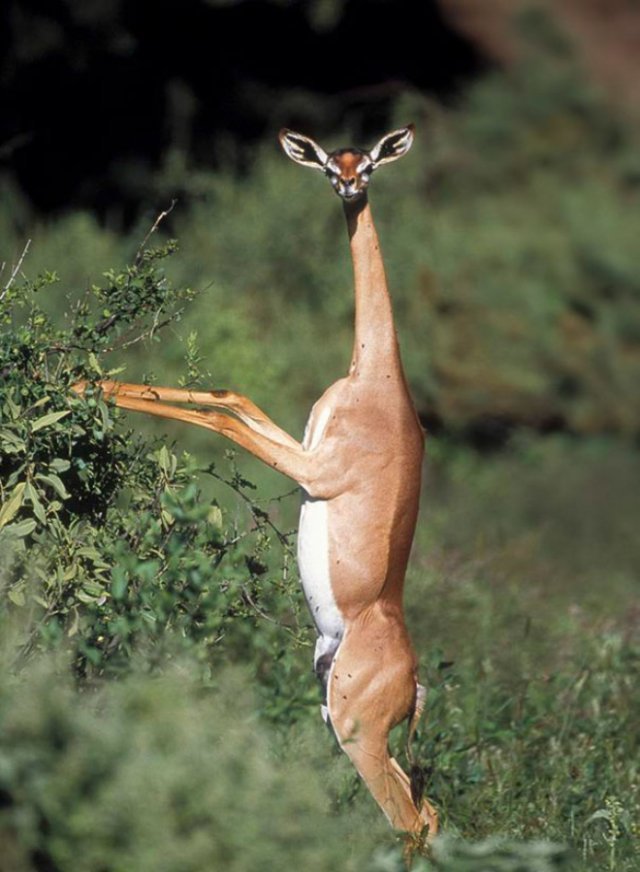 Standing gazelles or antelopes) - Animals, Gazelle, Longpost, Giraffe Gazelle