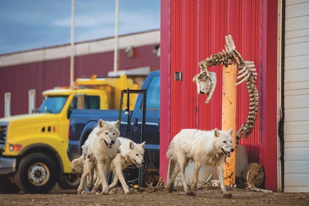 Polar wolves: extreme adventurers of the Arctic - Polar Wolves, The national geographic, Animals, Longpost