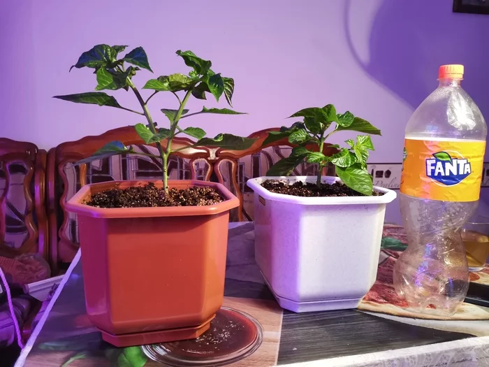 Chocolate habanero pepper report - My, Habanero, Hot peppers, Vegetable garden on the windowsill, Pepper farming, Longpost