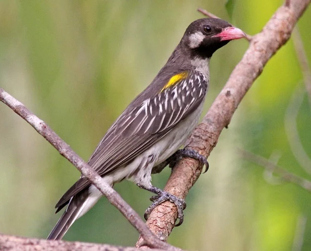 Small African birds help hunters find honey - Honey, Birds, Africa, Nature, Video, Longpost