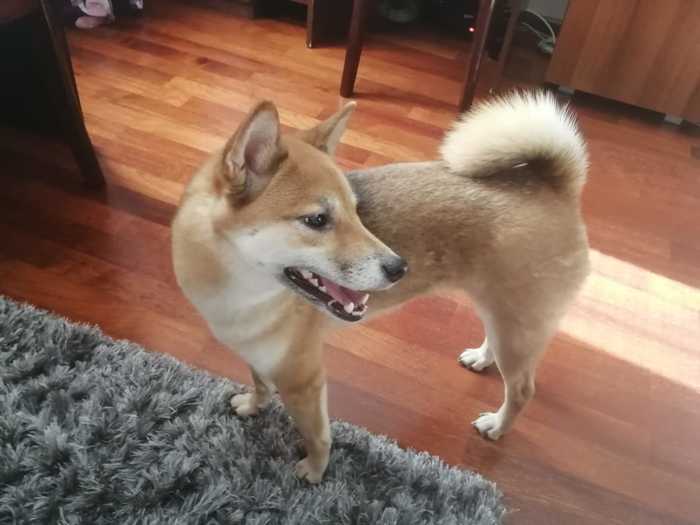 Dog found (Shiba Inu) [Owner found] - Found a dog, Lost, Shiba Inu, Moscow, Longpost, No rating, Dog