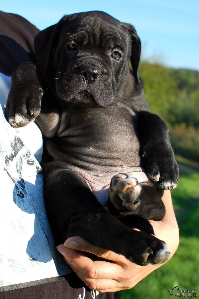 ����� ����� )