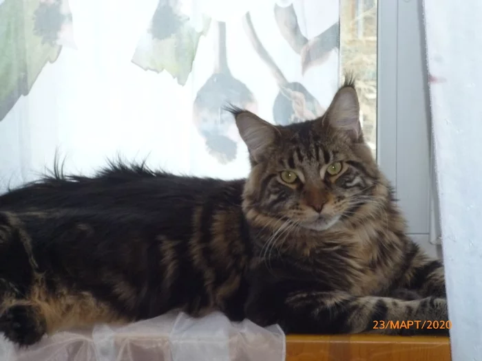 My Tiger - My, Maine Coon, Catomafia, Longpost, cat