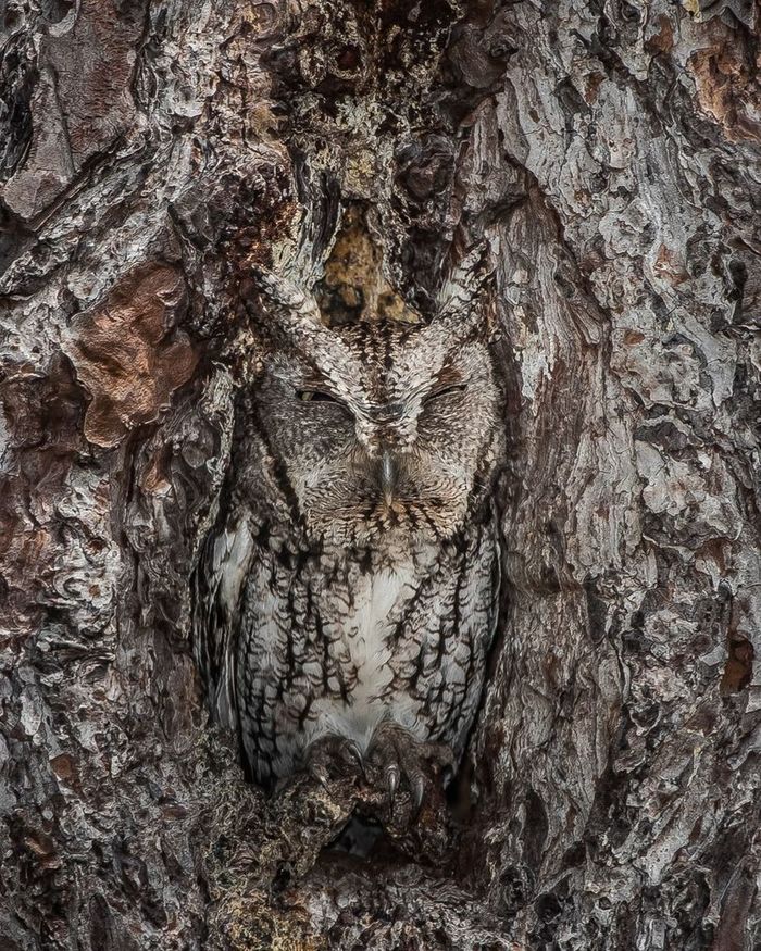 Disguise - Owl, Disguise, Birds, Mimicry