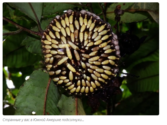 Paper Wasps: A Flower of Seething Hate in the Woods - Wasp, Animals, Yandex Zen, Longpost, Story, Insects