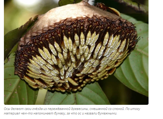 Paper Wasps: A Flower of Seething Hate in the Woods - Wasp, Animals, Yandex Zen, Longpost, Story, Insects