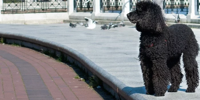 Pensive dog - My, The photo, Dog, Poodle