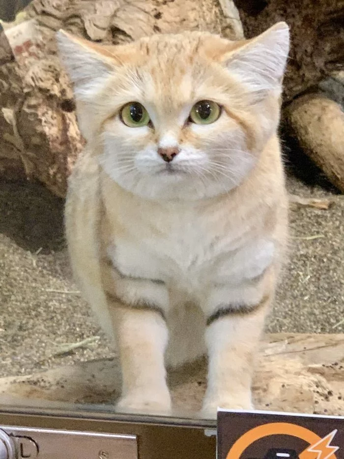 Dune cat - Sand cat, Longpost, Small cats, Cat family, Predatory animals, Wild animals, The photo, Zoo