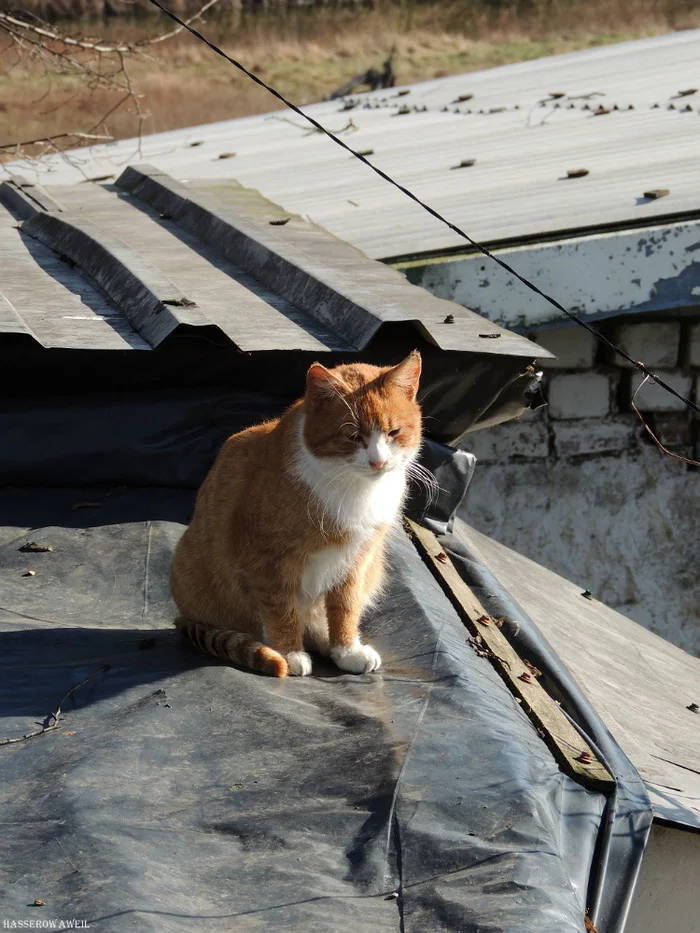 Warmed up - My, The photo, Spring, cat, Catomafia, Mustachioed - Striped, Animals, Video