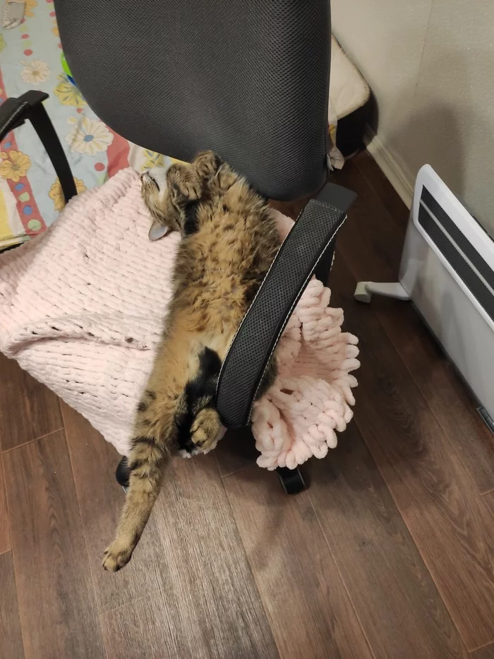 The kitties are sleeping, and it's time for us to go) - My, cat, Dream, Video