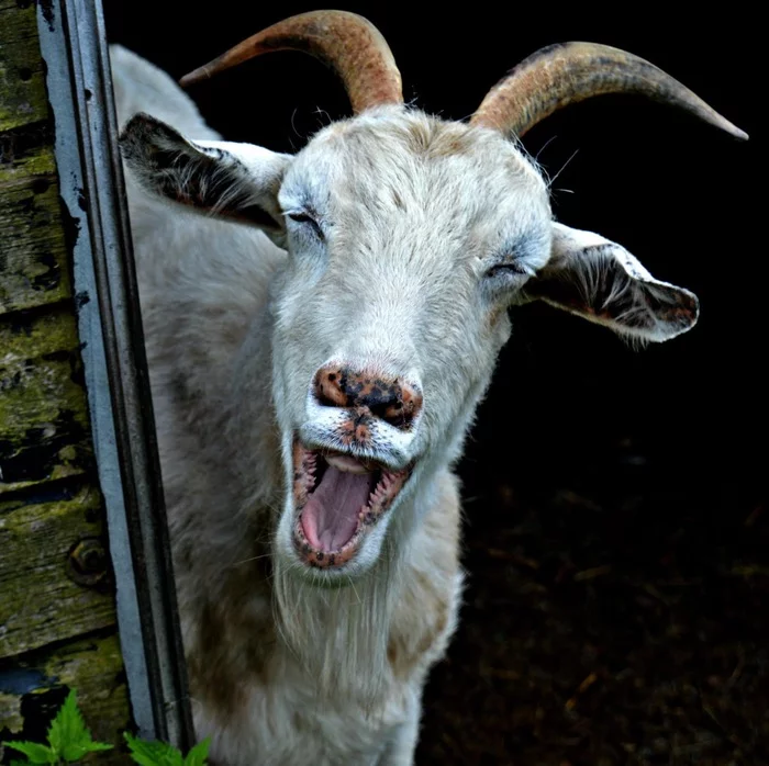 Even the goat is laughing at you - Goat, Milota, Smile, Animals