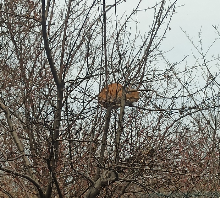 Весна пришла - коты прилетели...