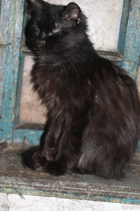 Life at the Kotoland home shelter 224 - My, cat, Shelter, Shelter Cotoland, Lipetsk, Kindness, Help, In good hands, Longpost