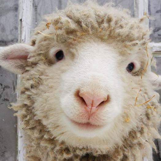 Cuteness - Lamb, Smile, Animals, Longpost