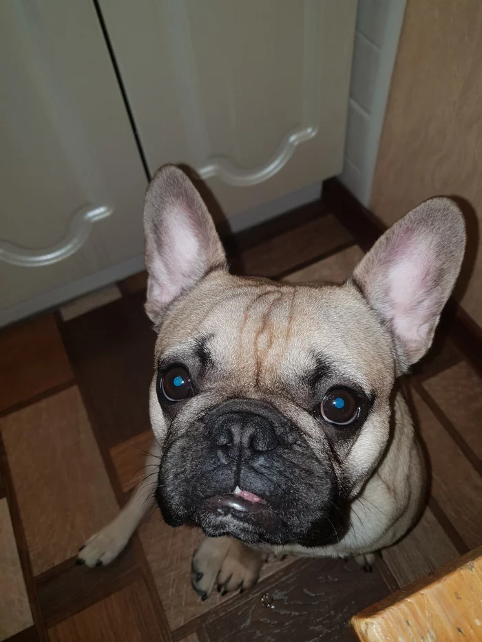 It’s like a stranger, looking straight into your soul... - My, French Bulldog, Milota, Dog