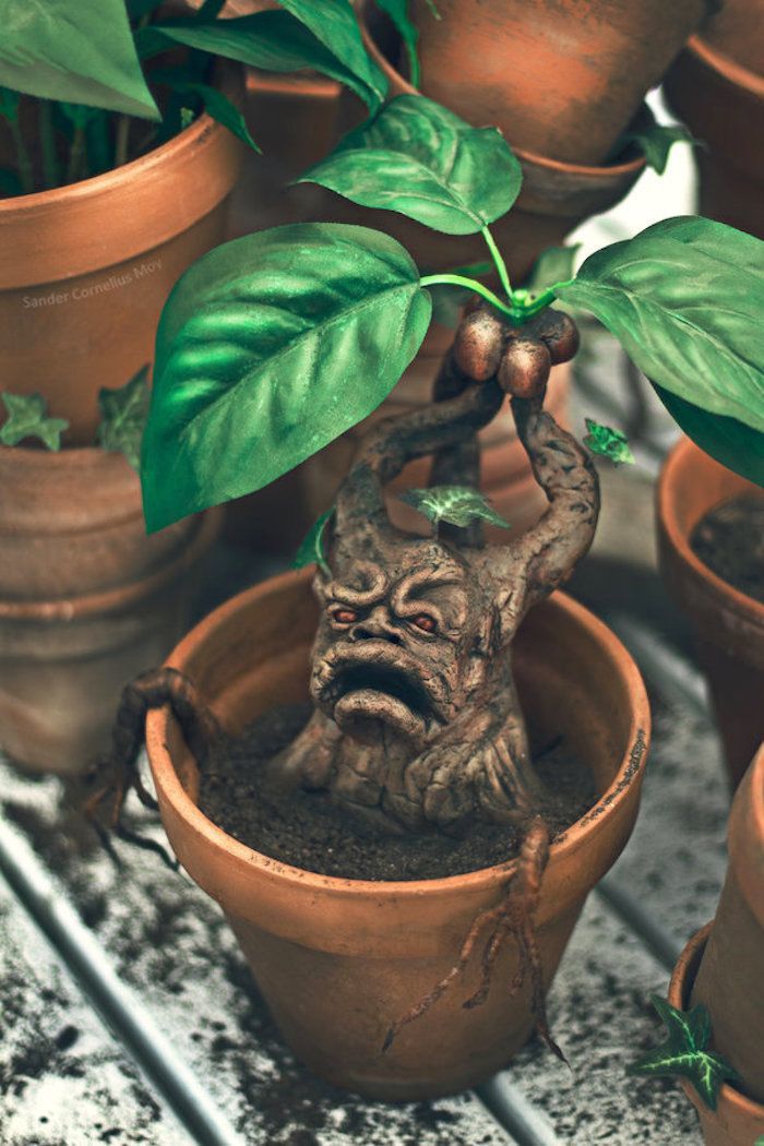 Mandrake - Harry Potter, Hogwarts