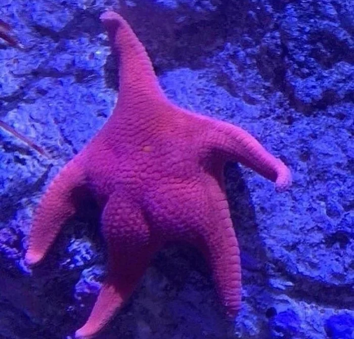 Patrick? Patrick! - SpongeBob, The photo, Starfish, Patrick Star