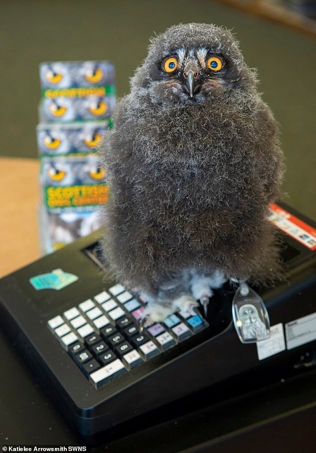 Owl-seller - Owl, Young, Milota, Longpost, Chick