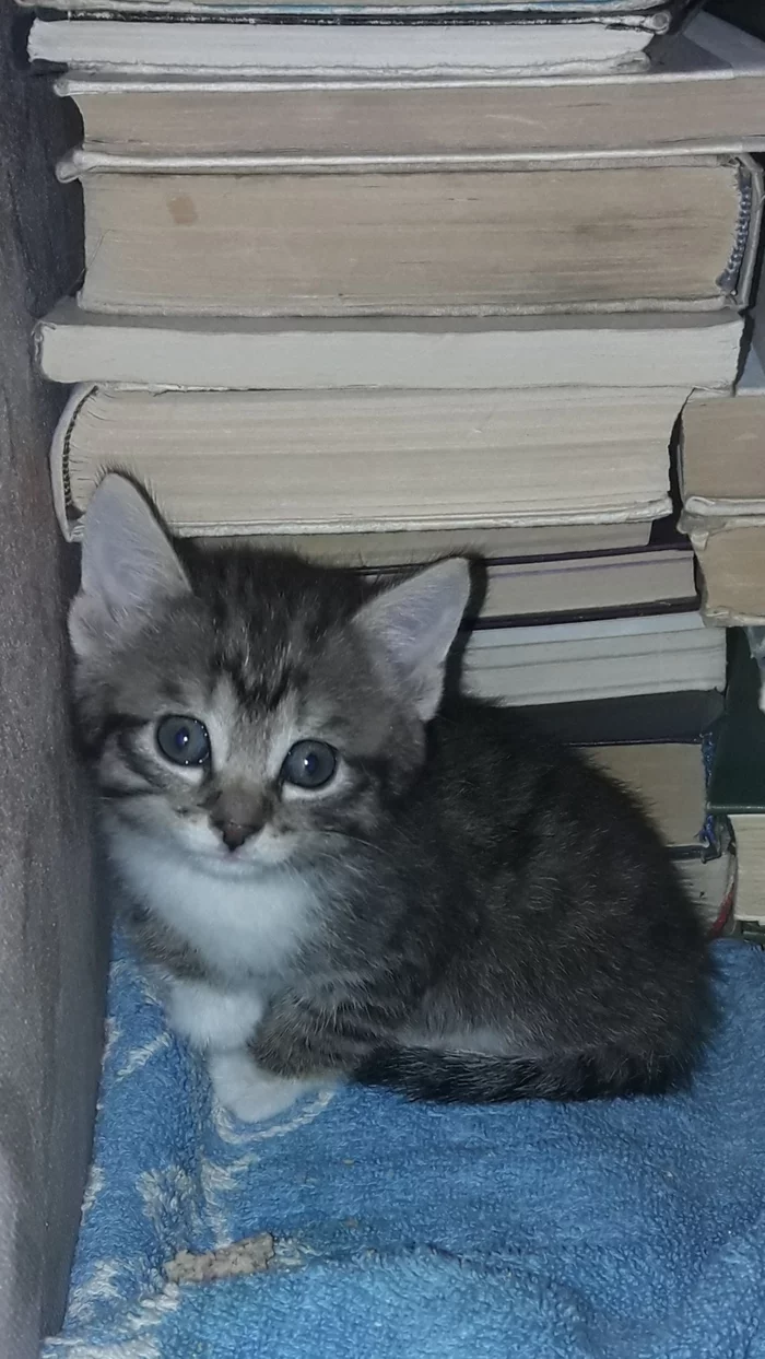 Found Kitten! Part 3 - My, cat, Treasure, Milota, Friend, Growing, Longpost