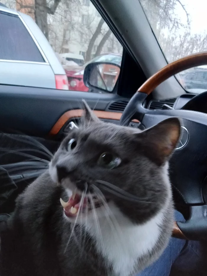 When the passenger is not happy - My, Catomafia, cat