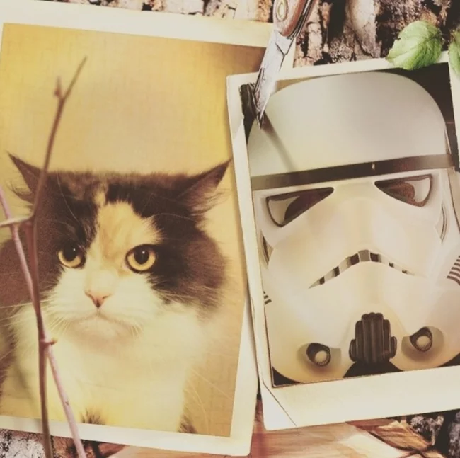 Star Wars - The Clone Wars - My, Star Wars, Stormtrooper, cat