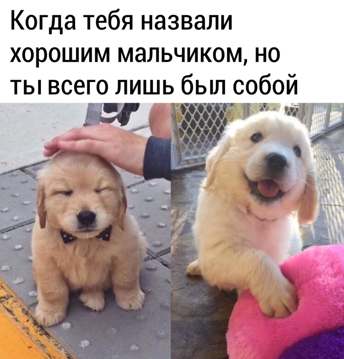 Хороший мальчик | Пикабу