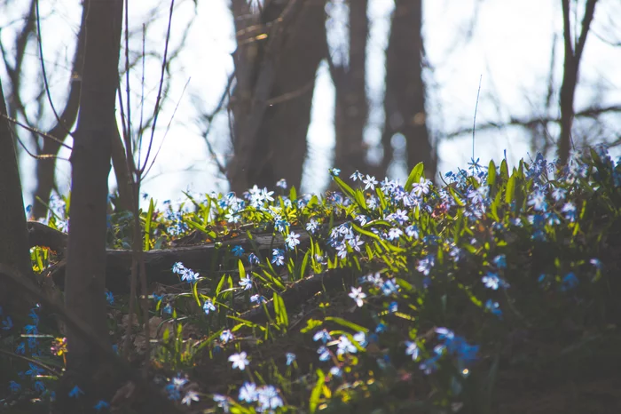 Spring has come into its own - My, The photo, Nature, Snowdrops flowers, Spring, Voronezh