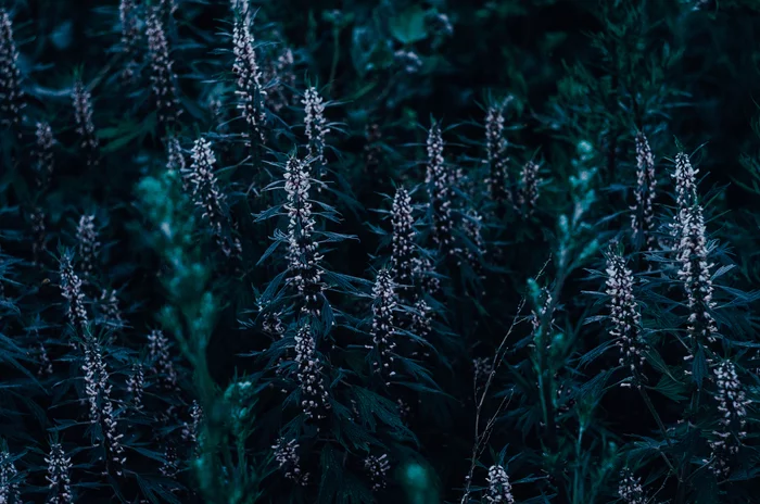 #madebysilence - My, Grass, Nature, The photo, Beginning photographer, Motherwort