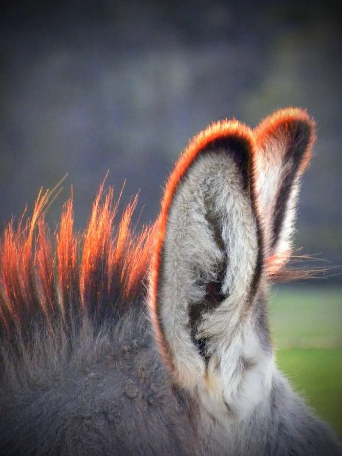 No bad news, just donkey ears at sunset - Donkey, Ears, Sunset, Milota