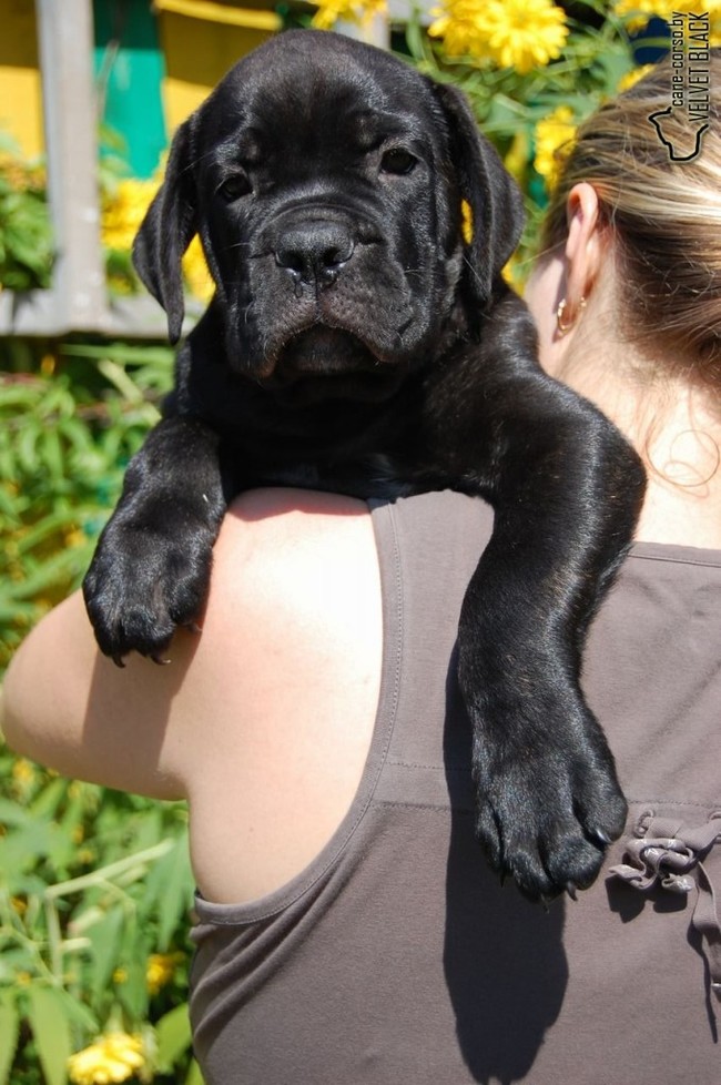 Cane-Corsica on handles - My, Cane Corso, Puppies, Milota, Dog, The photo, Longpost