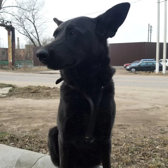 Black dog - My, Dog, Family member, Pets, Longpost