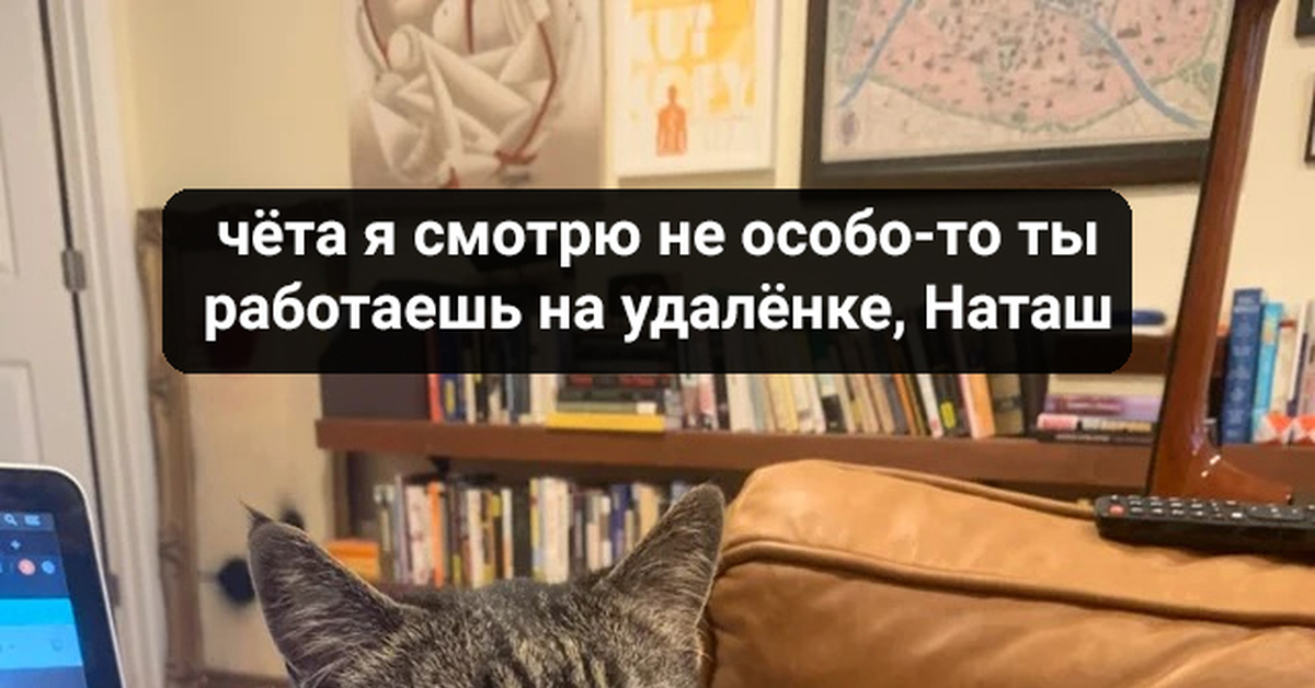 Смотрим не работает. Удаленка с котом. Прикол кот на удаленке. Работа на удаленке с котом. Я на удаленке и коты.