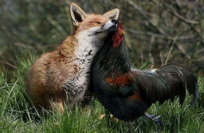 Idyll))) - Fox, Rooster, Idyll, Animals